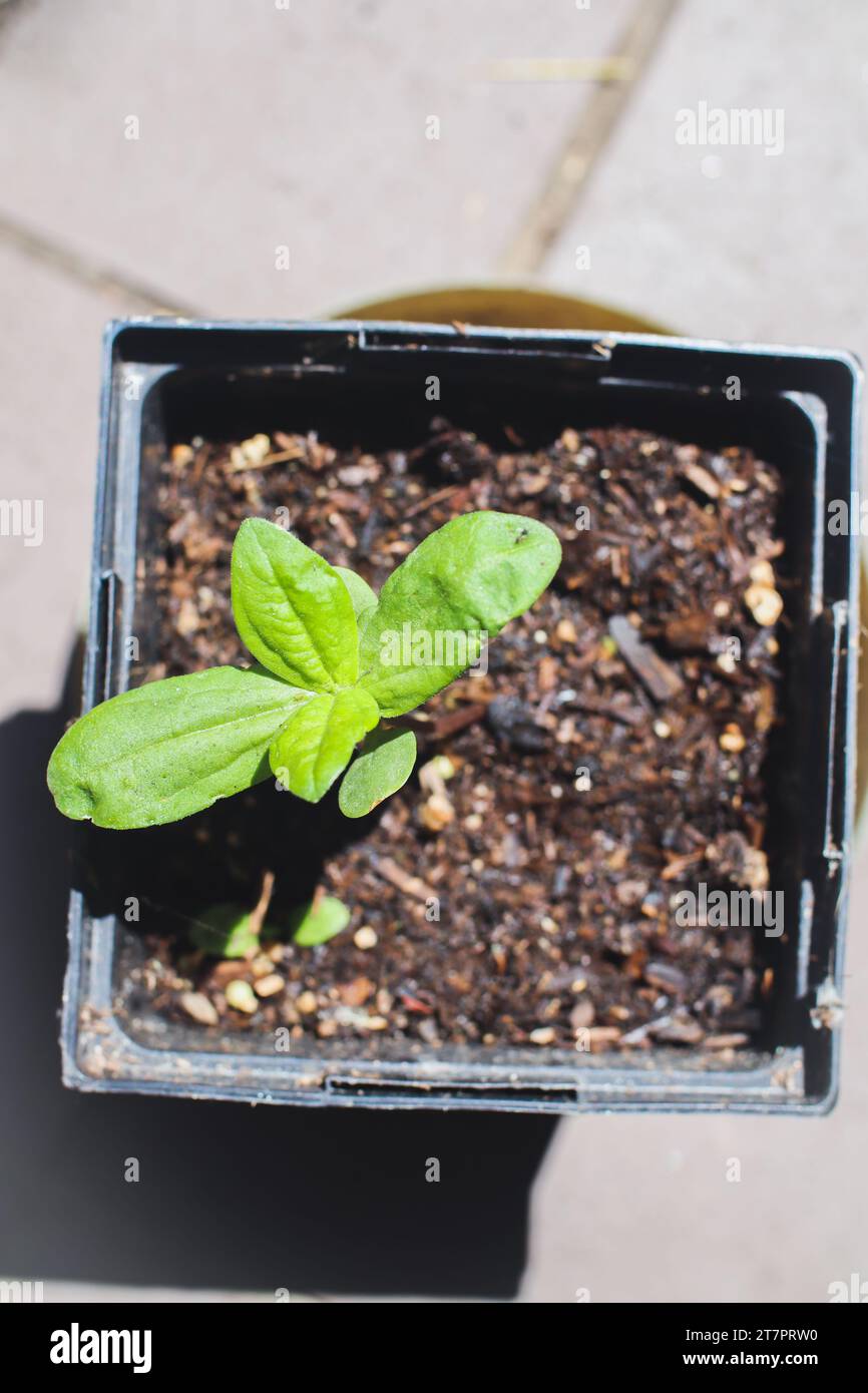 Seedling pot. Potted flower. Planting young Zinnia flower in recycled plastic pot. Stock Photo