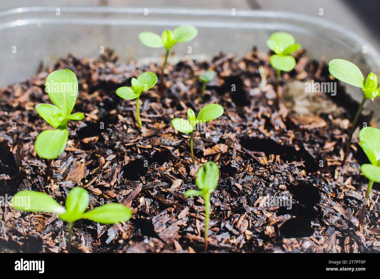 Zinnia seedlings in recycled pot growing towards light. Close up. Selective focus. Stock Photo
