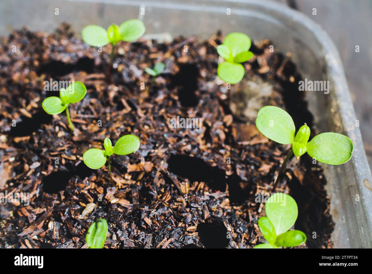 Potted flower seedlings. Zinnia seedlings planting and growing in recycled plastic pot. Close up. Selective focus. Stock Photo