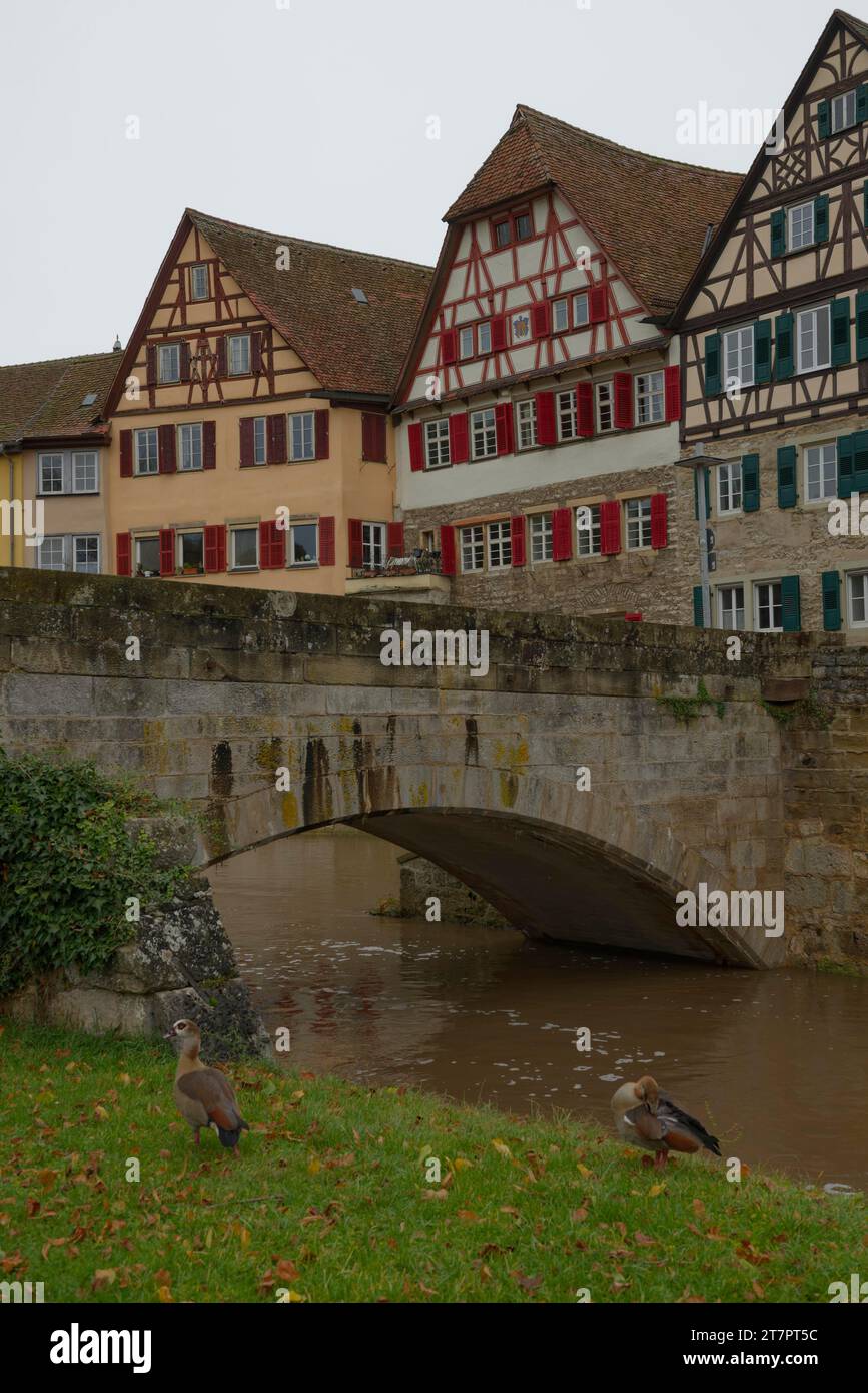 Invasive Egyptian goose (Alopochen aegyptiaca), invasive species