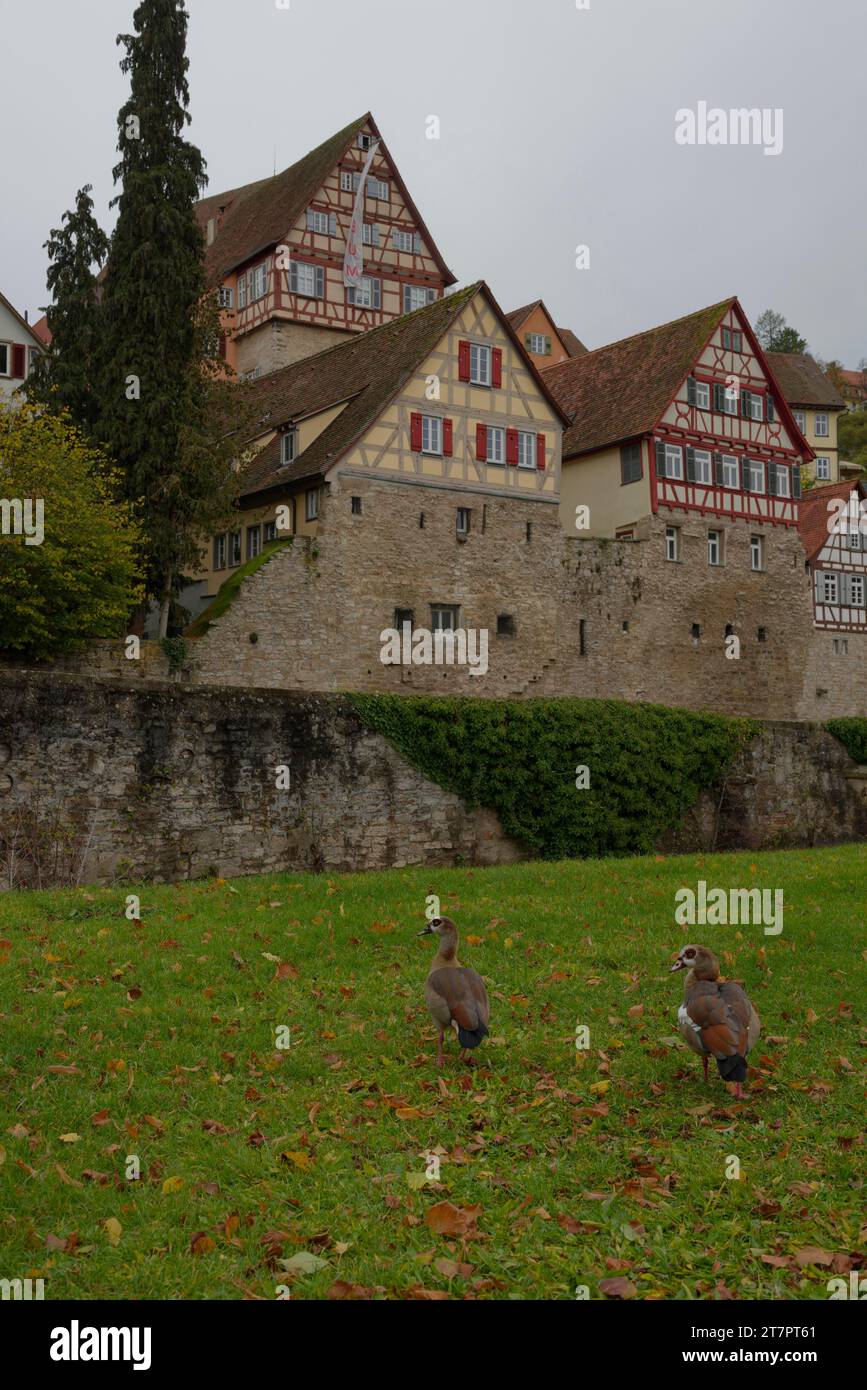 Invasive Egyptian goose (Alopochen aegyptiaca), invasive species, Grasboedele, Schwaebisch Hall, Hohenlohe, Kocher, Kocher valley, Heilbronn-Franken Stock Photo