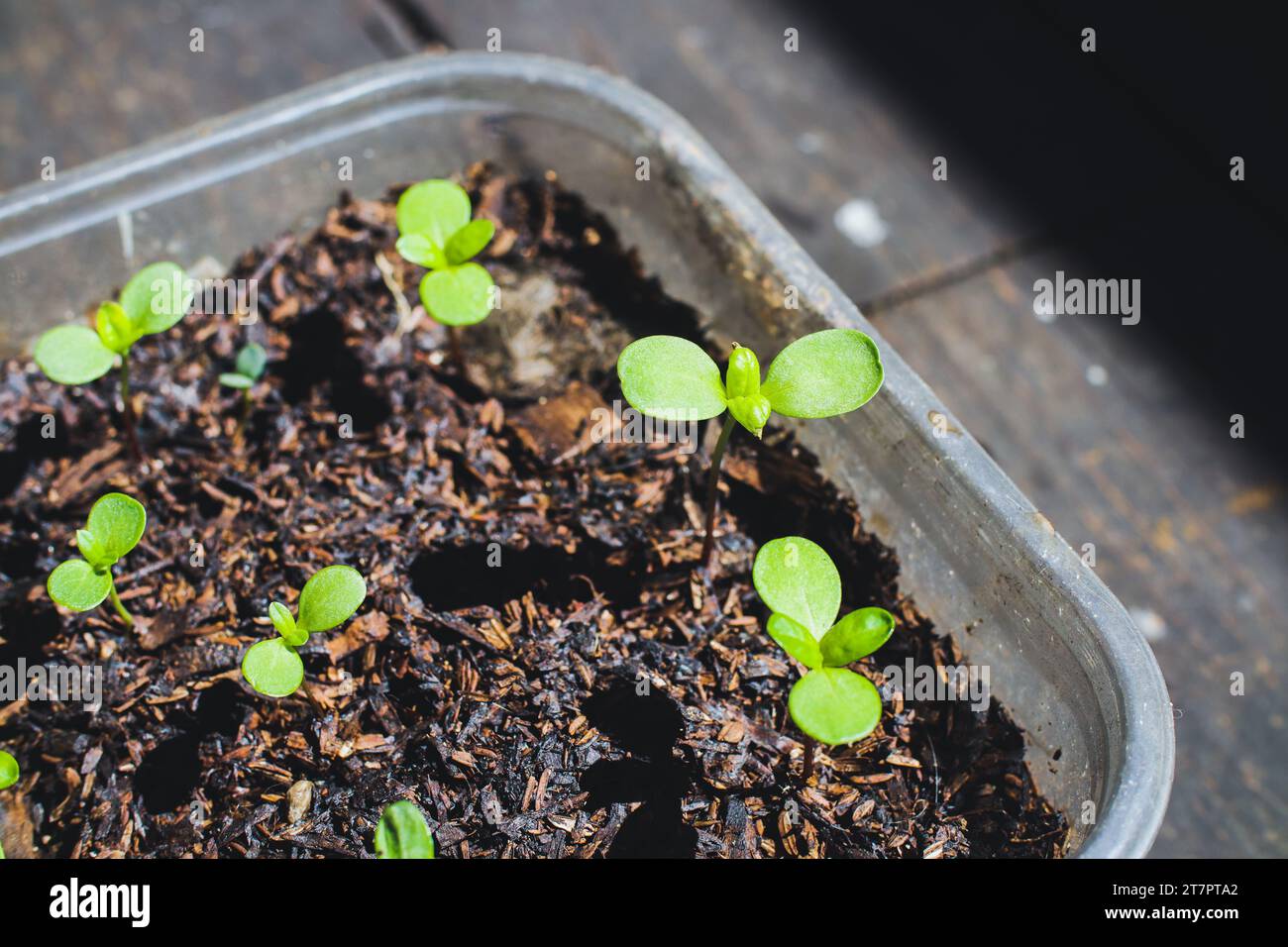 Zinnia seedlings growing in recycled plastic pot. Close up. Selective focus. Stock Photo