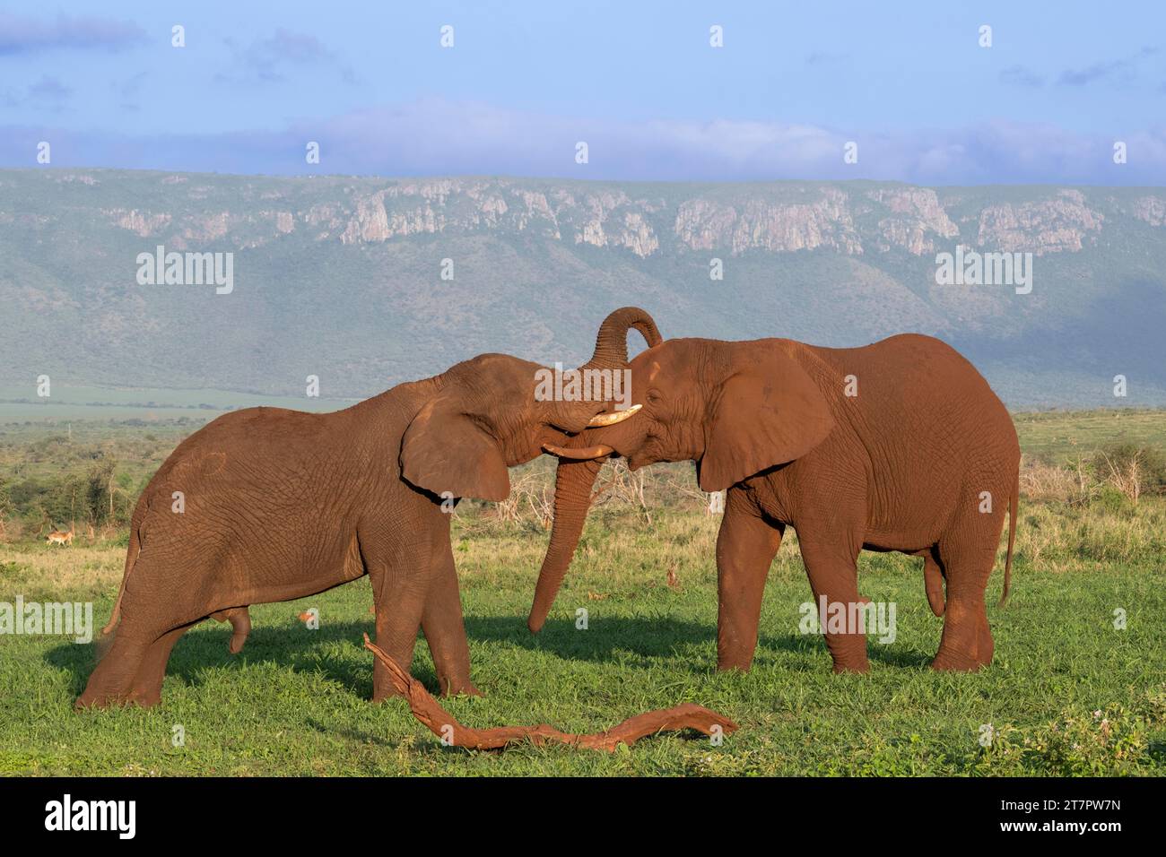 African elephants (Loxodonta africana) bulls wrestling, Zimanga private game reserve, Elephant Park, KwaZulu-Natal, South Africa Stock Photo