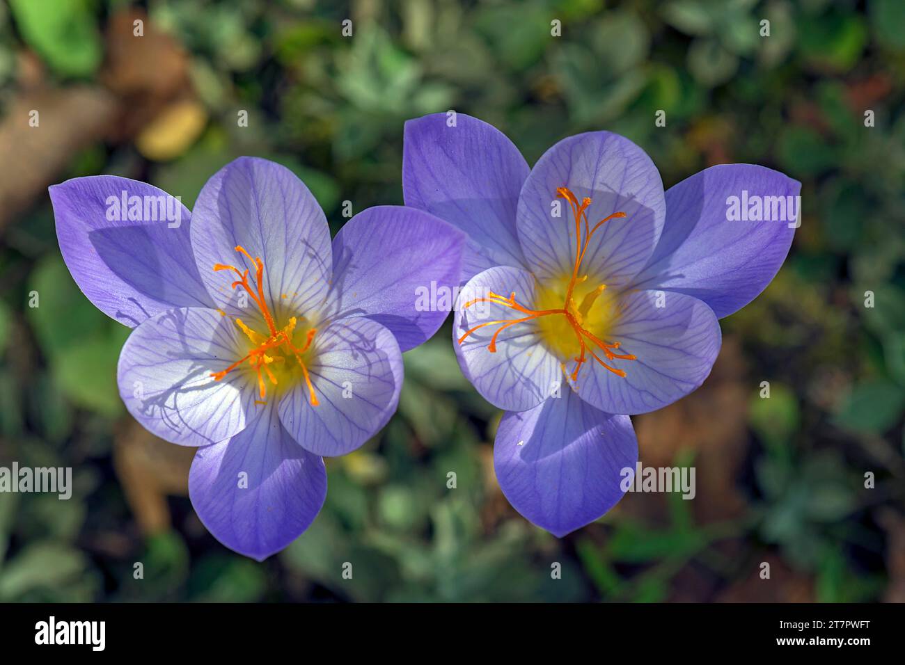 Flowers of the meadow saffron (Colchicum autumnale), Bavaria, Germany Stock Photo