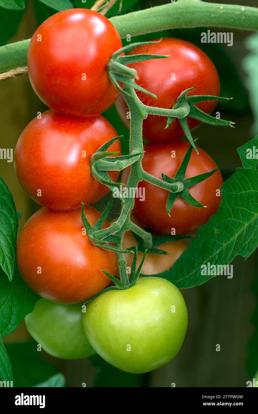 Tomatoes (Solanum lycopersicum) on the vine, Bavaria, Germany Stock Photo