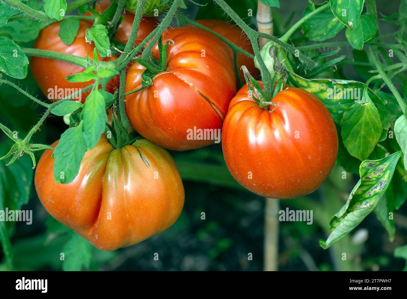Oxheart tomatoes (Solanum lycopersicum) on the vine, Bavaria, Germany Stock Photo