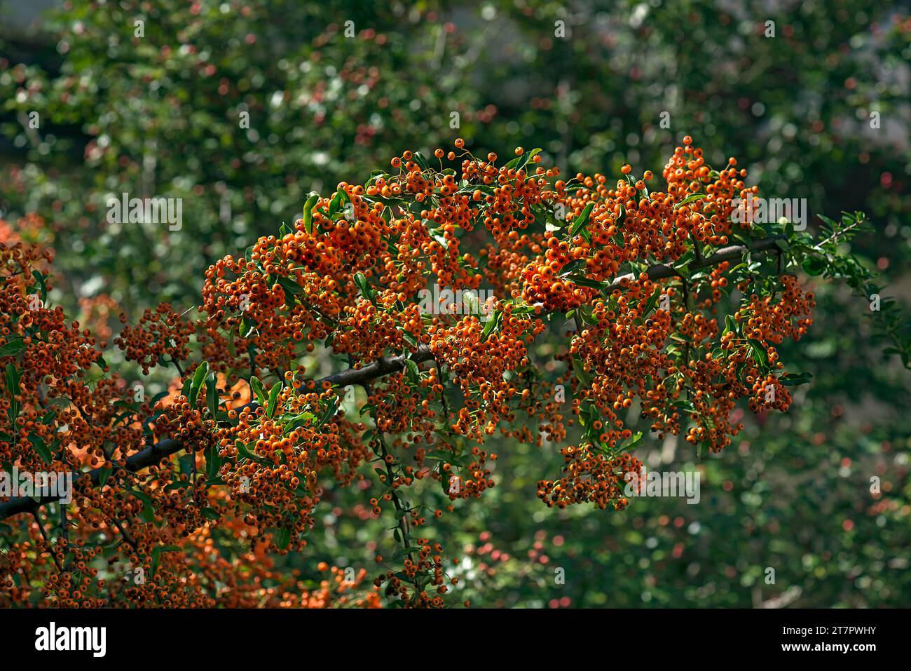 Firethorn with yellow berries (Pyracantha Soleil dOr), Bavaria, Germany Stock Photo
