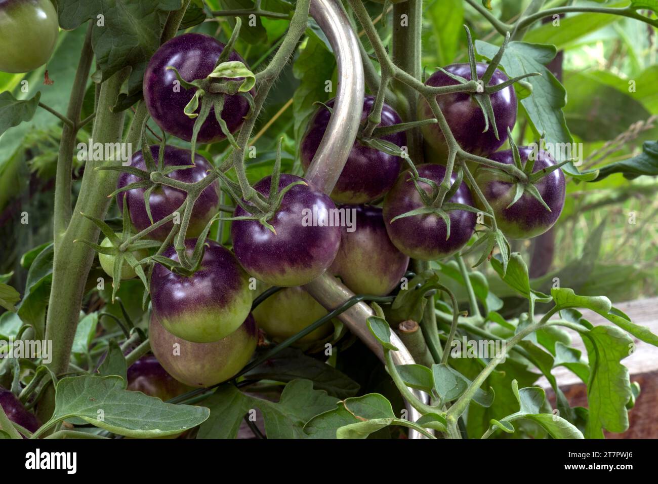 Purple tomatoes (Solanum lycopersicum) on the vine, Bavaria, Germany Stock Photo
