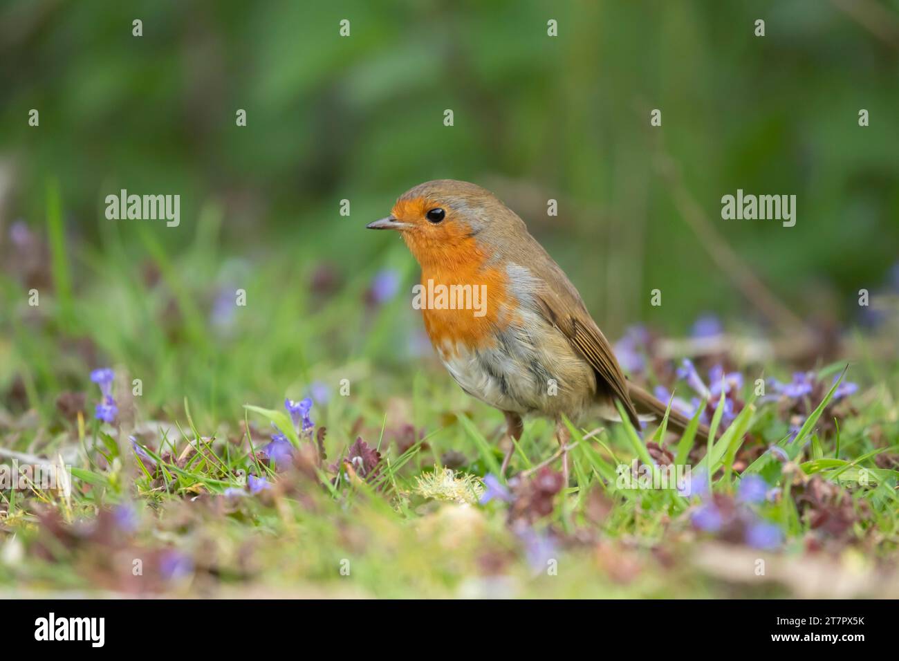 European robin (Erithacus rubecula) adult bird amongst spring flowers, Suffolk, England, United Kingdom Stock Photo