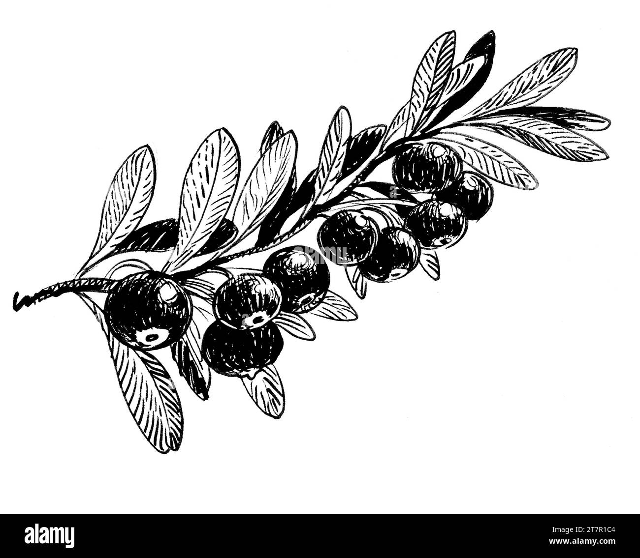 Olive branch. Handdrawn ink black and white drawing Stock Photo Alamy