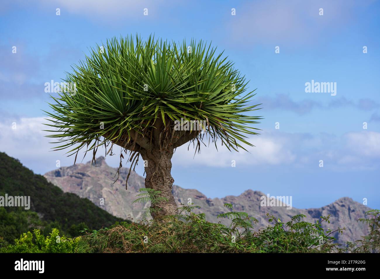 Canary Islands dragon tree (Dracaena draco) against the mountain and sky. Stock Photo