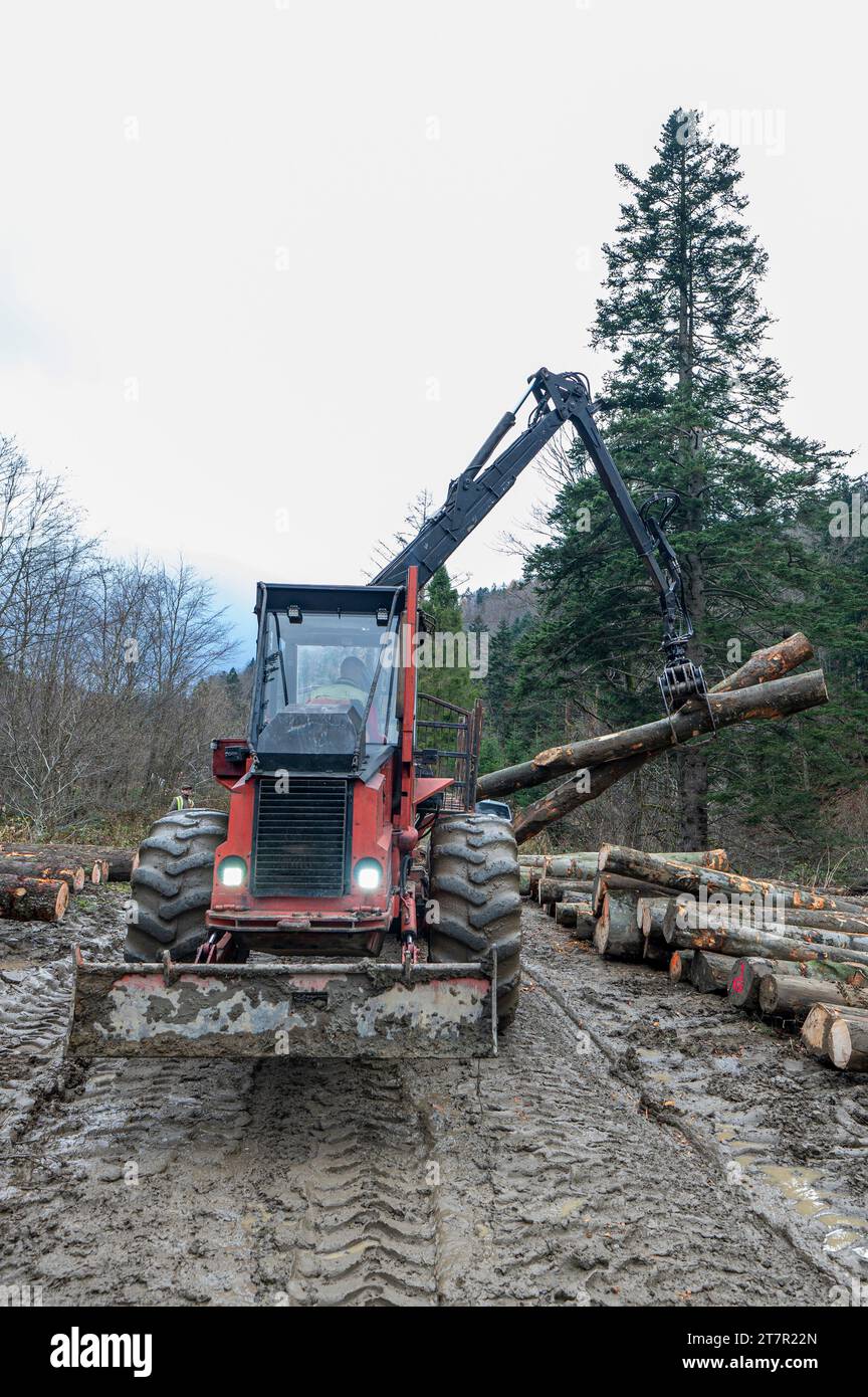 Specialized tractor forwarder folding wood in the forest. The Carpathians, Poland. Stock Photo