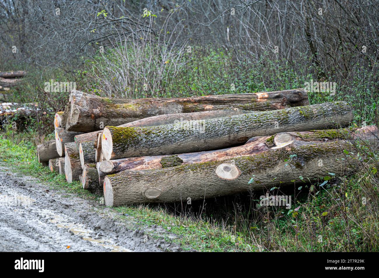 Stack of European ash (Fraxinus excelsior) wood. Carpathian Mountains, Poland. Stock Photo