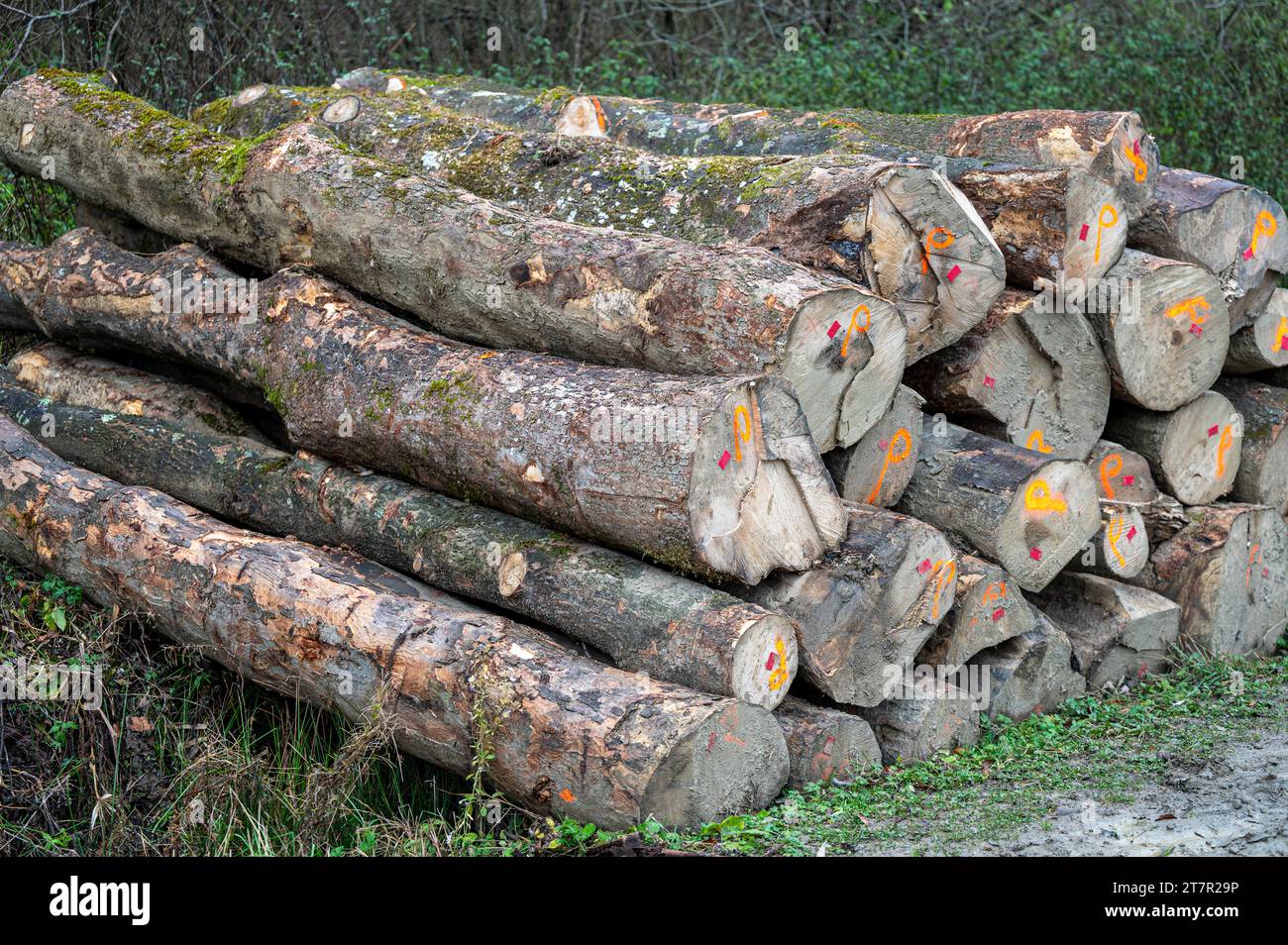 Stack of Sycamore maple (Acer pseudoplatanus) wood. Carpathian Mountains, Poland. Stock Photo