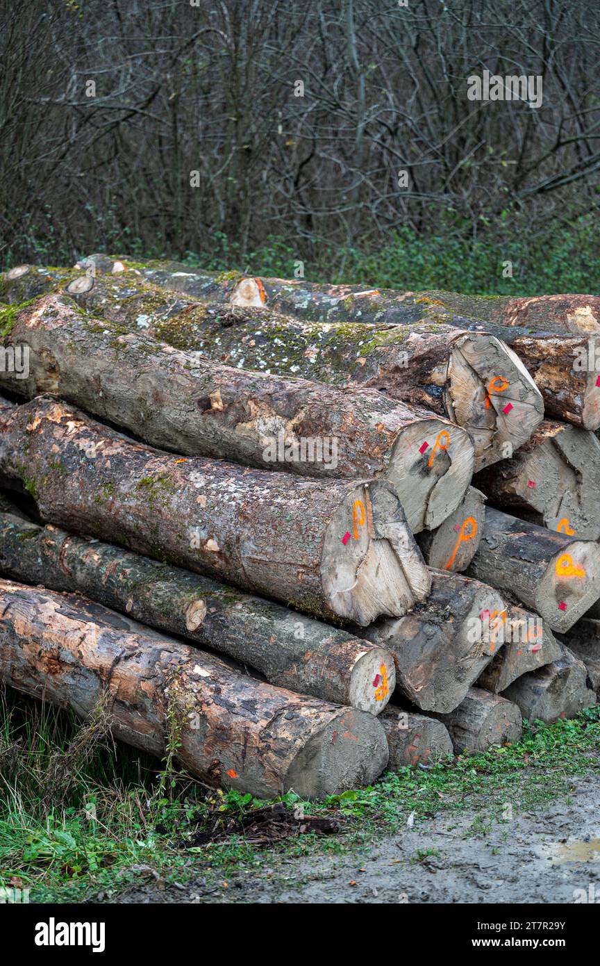 Stack of Sycamore maple (Acer pseudoplatanus) wood. Carpathian Mountains, Poland. Stock Photo