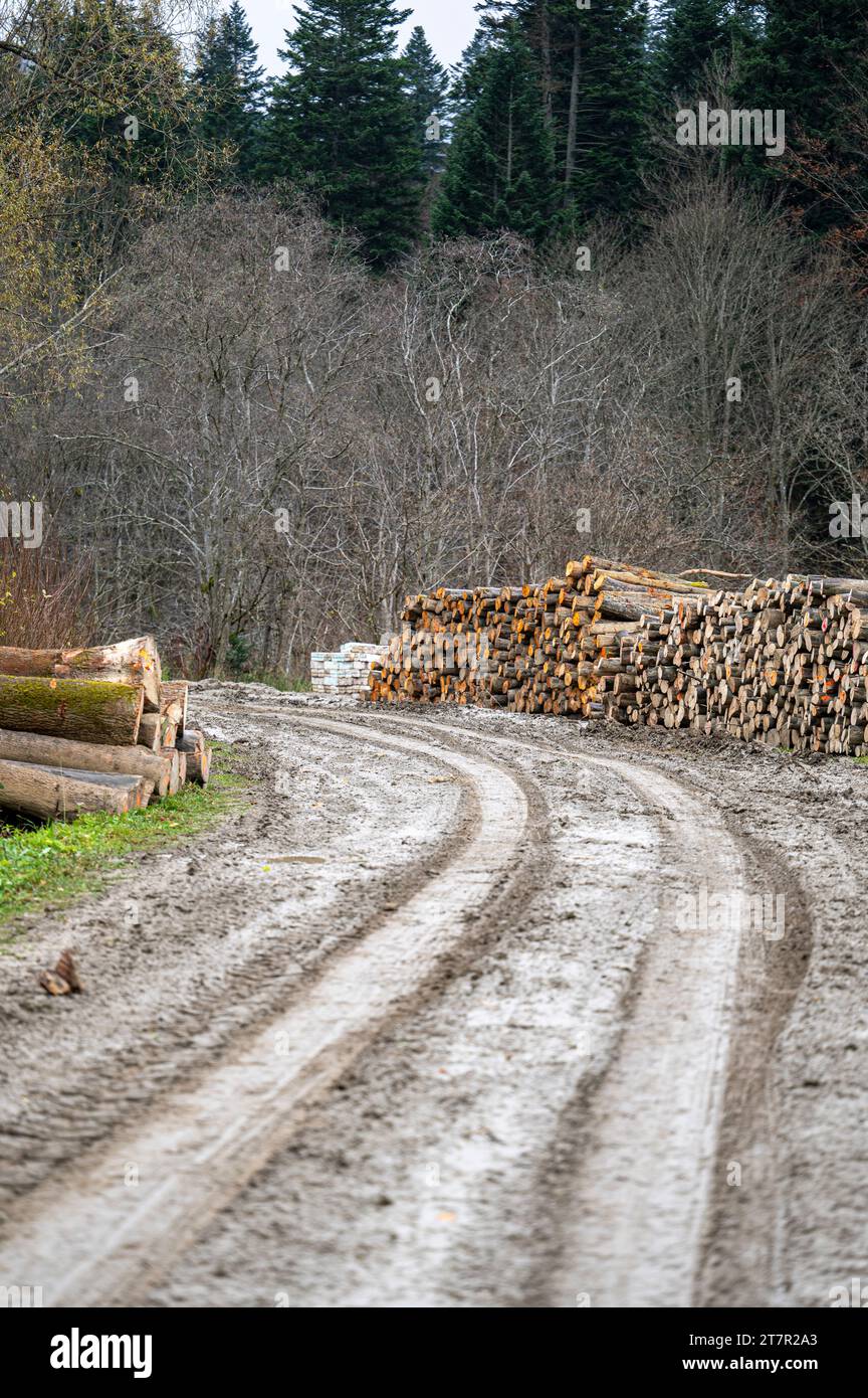 Forest road and the wood storage with stacks of firewood in the Carpathian Mountains, Poland Stock Photo