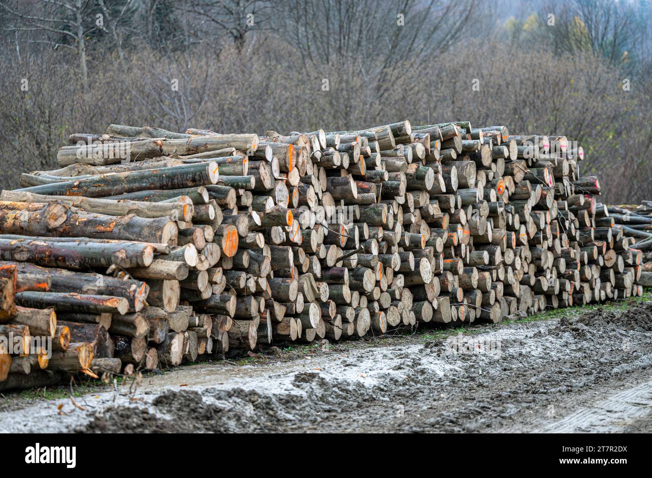Stack of common beech (Fagus sylvatica) wood. Carpathian Mountains, Poland. Stock Photo