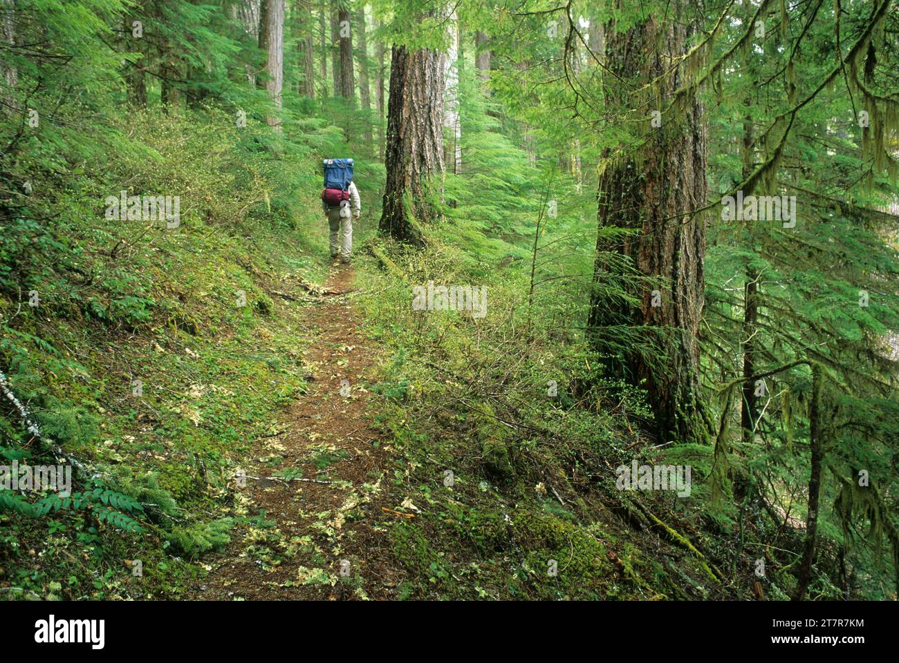Bagby Trail, Mt. Hood National Forest, Oregon Stock Photo - Alamy
