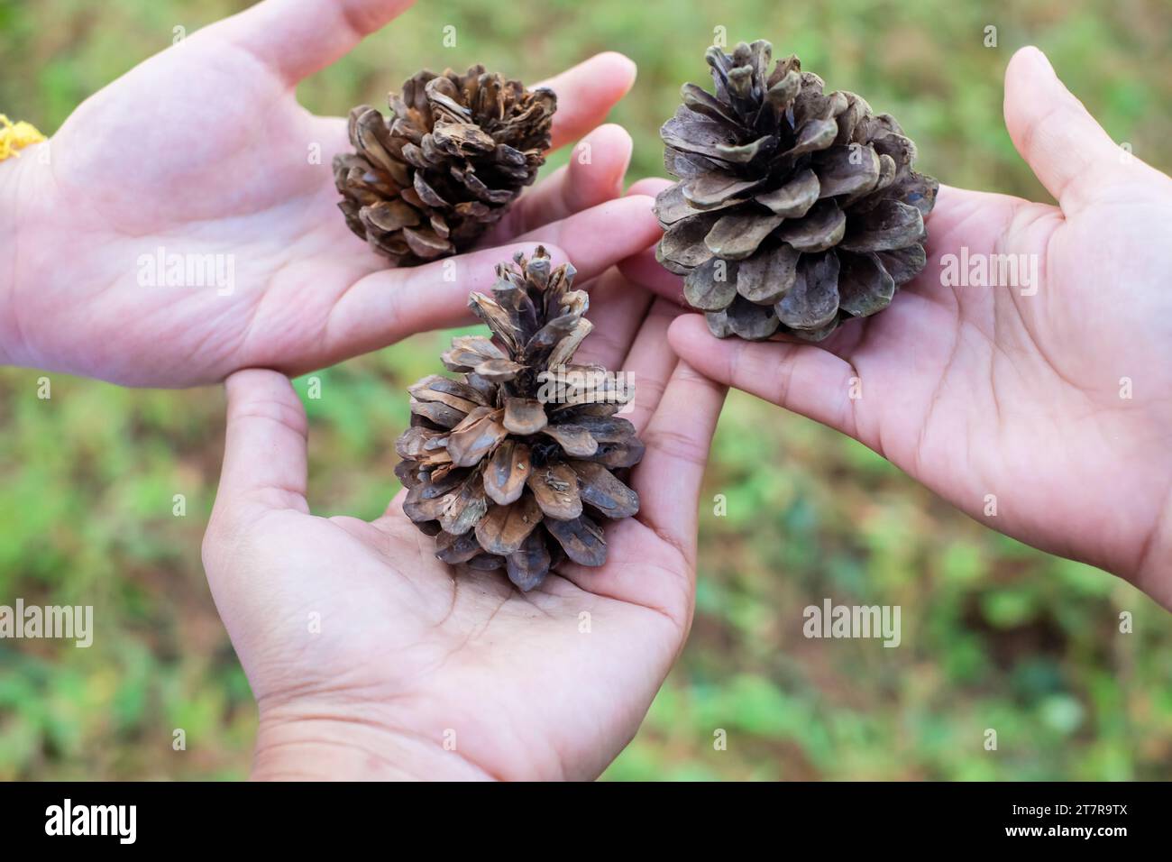 Hand holding a giant pine cone. A closeup shot of a hand holding a pine cone. Multiple Pines Cones in Hands. Close up of pinecone in a hand at forest Stock Photo