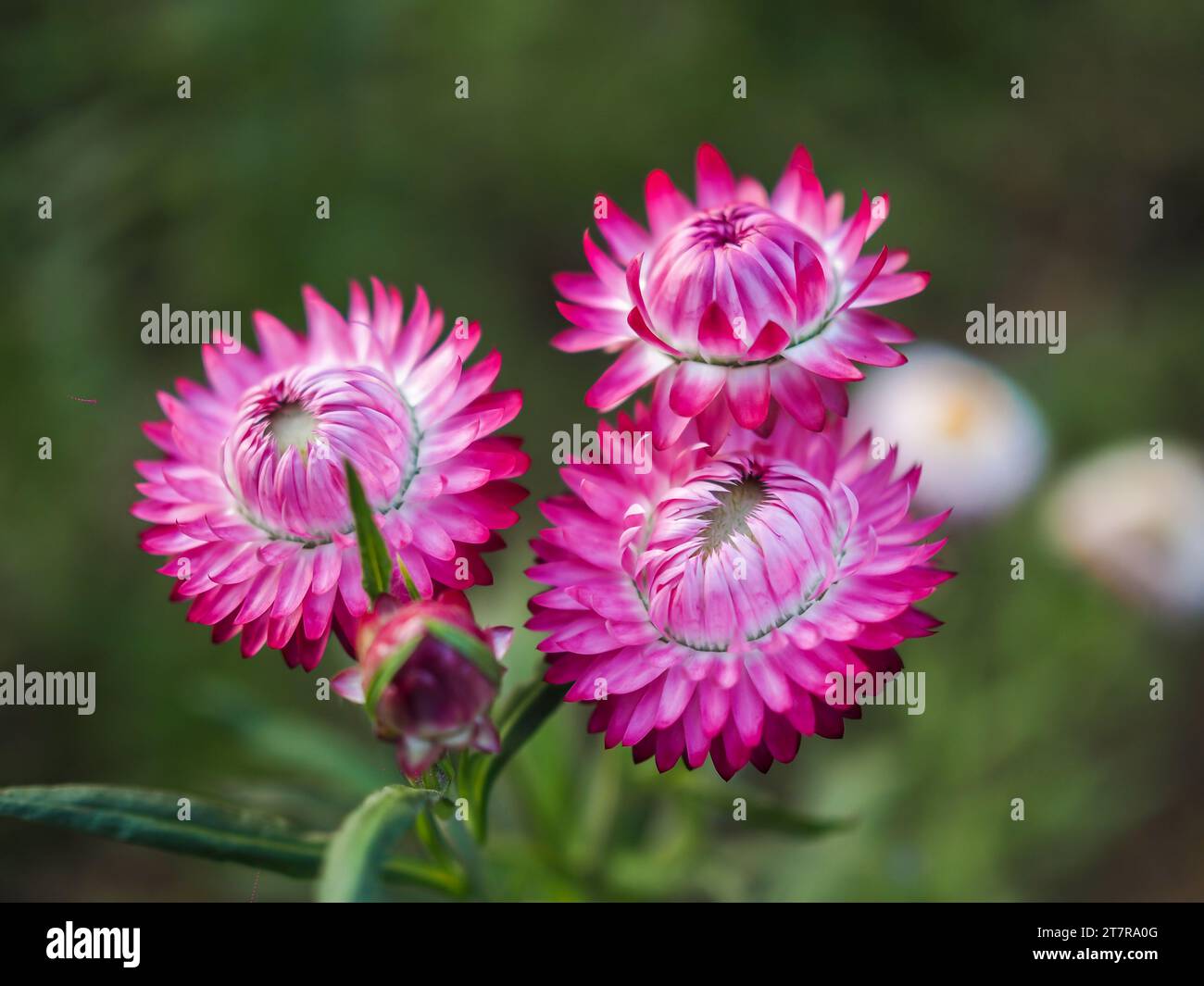 Colorful wild straw flower or golden everlasting decoration in shades of orange, pink and purple with bright yellow petal, green stem and blurred back Stock Photo