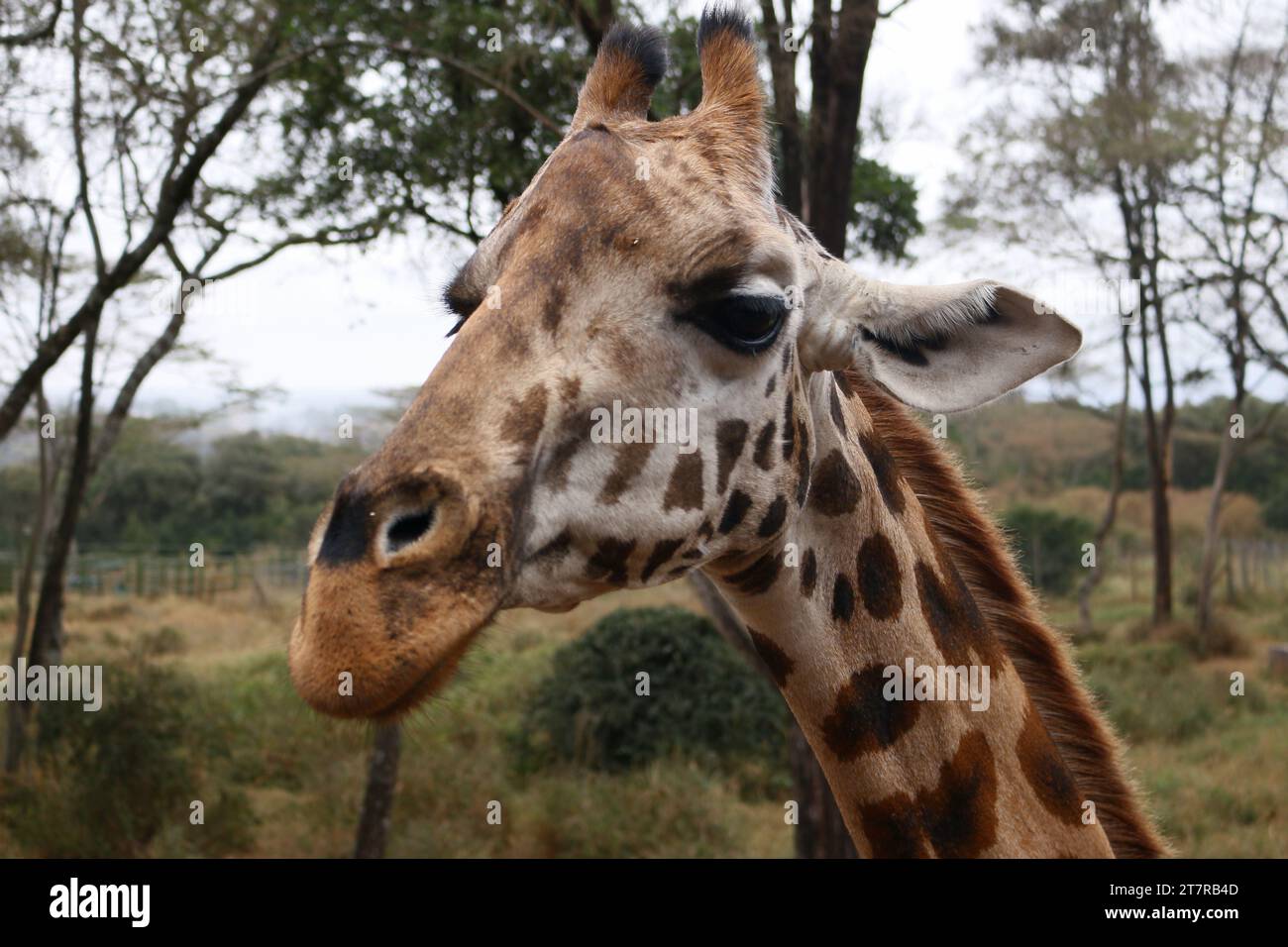 Giraffe Center - Giraffe up close Stock Photo