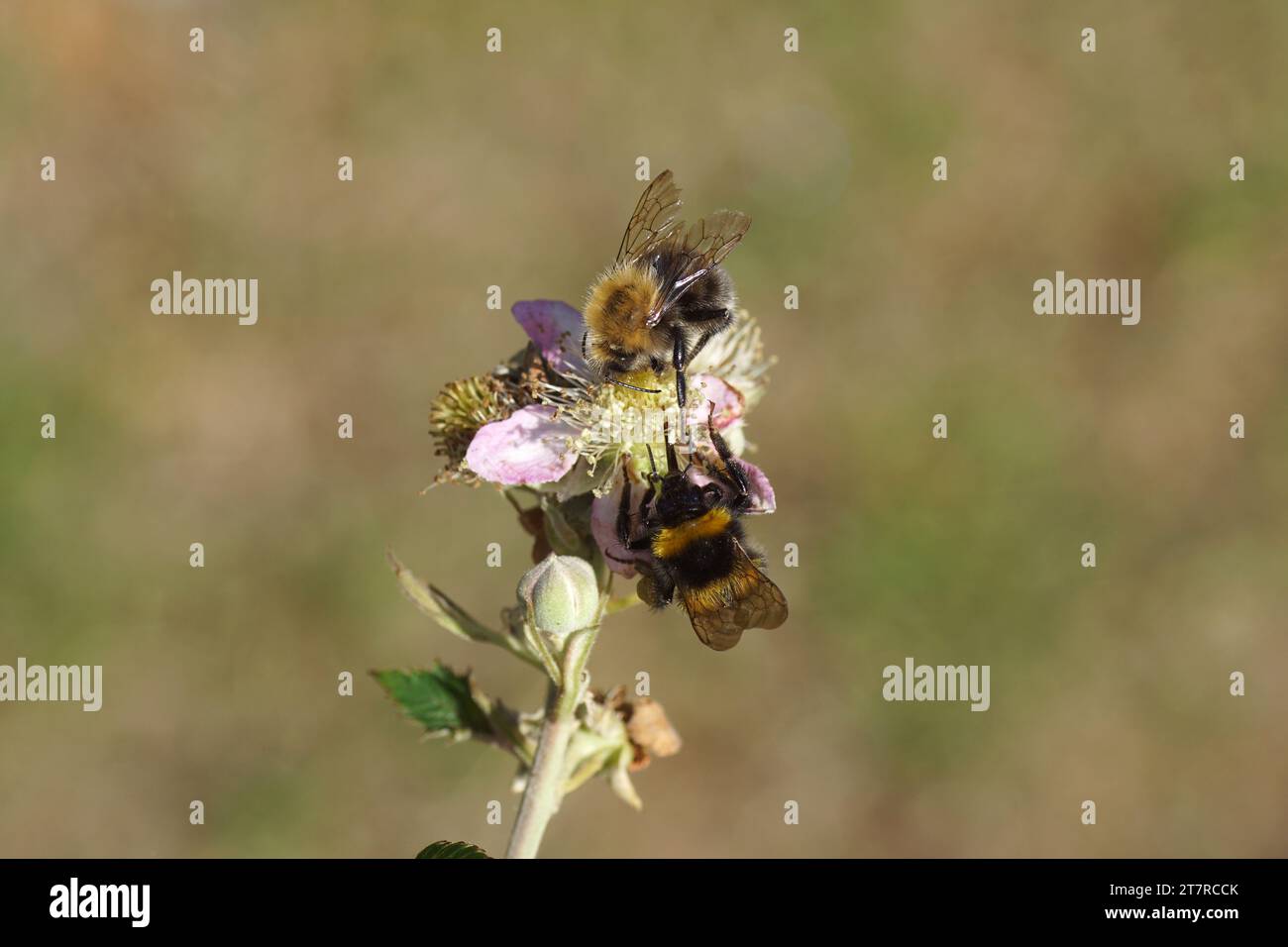 Close up garden bumblebee (Bombus hortorum) and Tree bumblebee (Bombus hypnorum) together on flowering Thornless Blackberry (Rubus Hybrid). Stock Photo