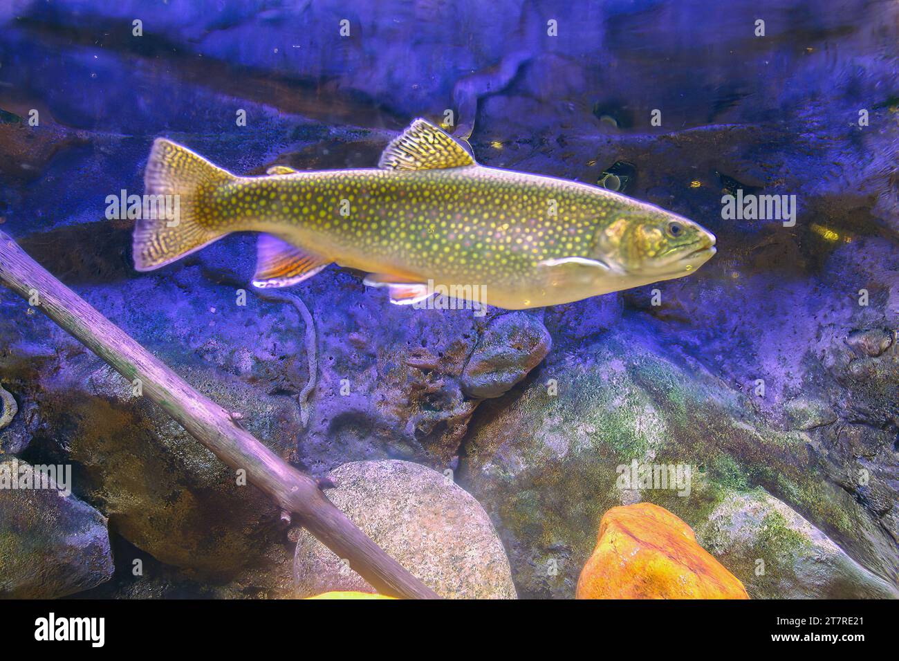 The north carolina museum of natural sciences stock photo alamy