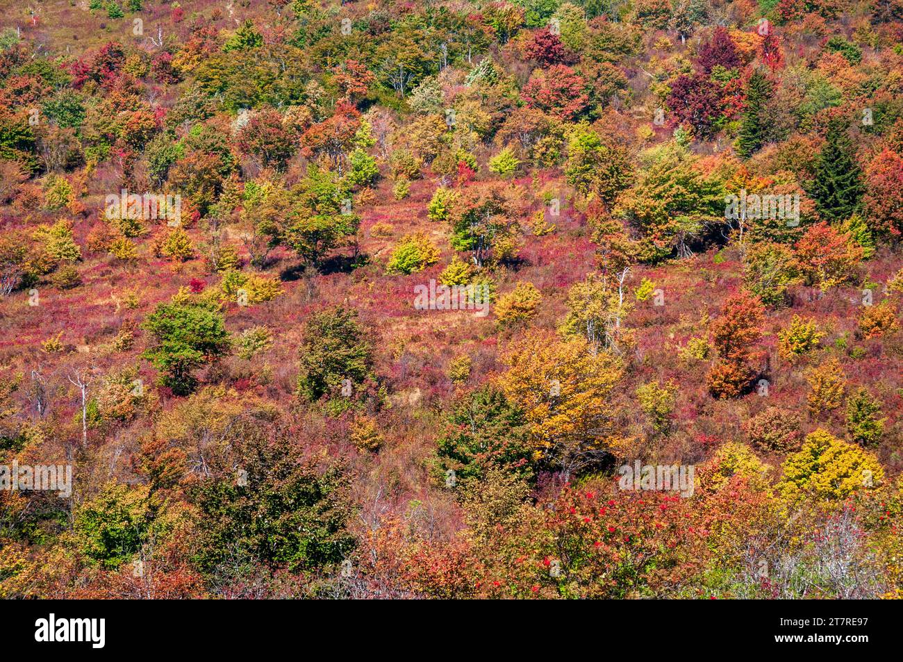 Fall Foliage at the Blue Ridge Parkway Stock Photo Alamy