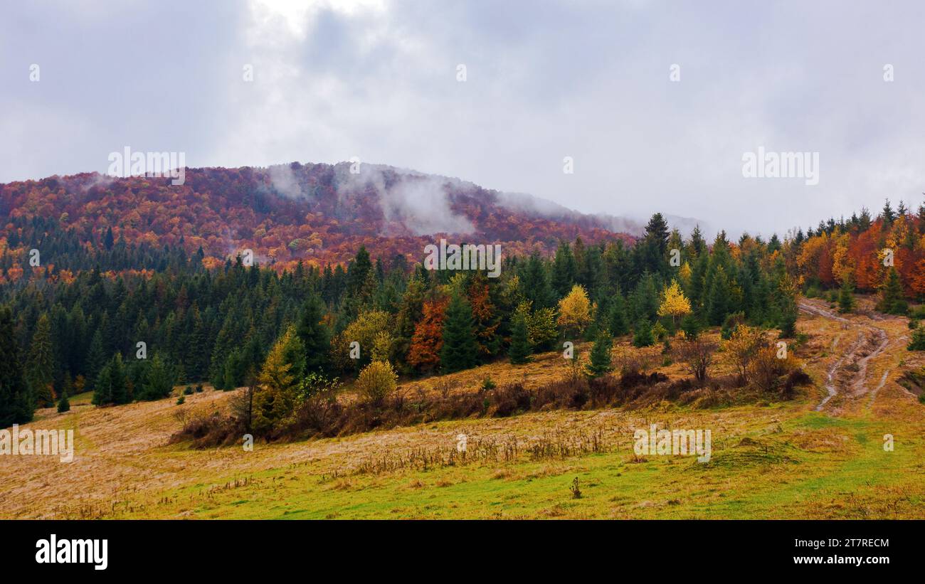 carpathian woodland in autumn. trees in the hills in fall colors. misty weather with overcast sky Stock Photo