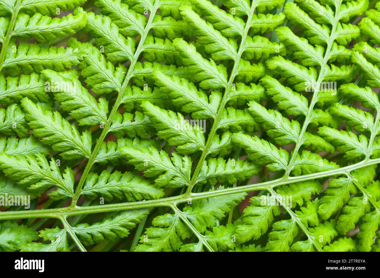A top-down view of a vibrant green leaf in motion, rustling in a gentle ...