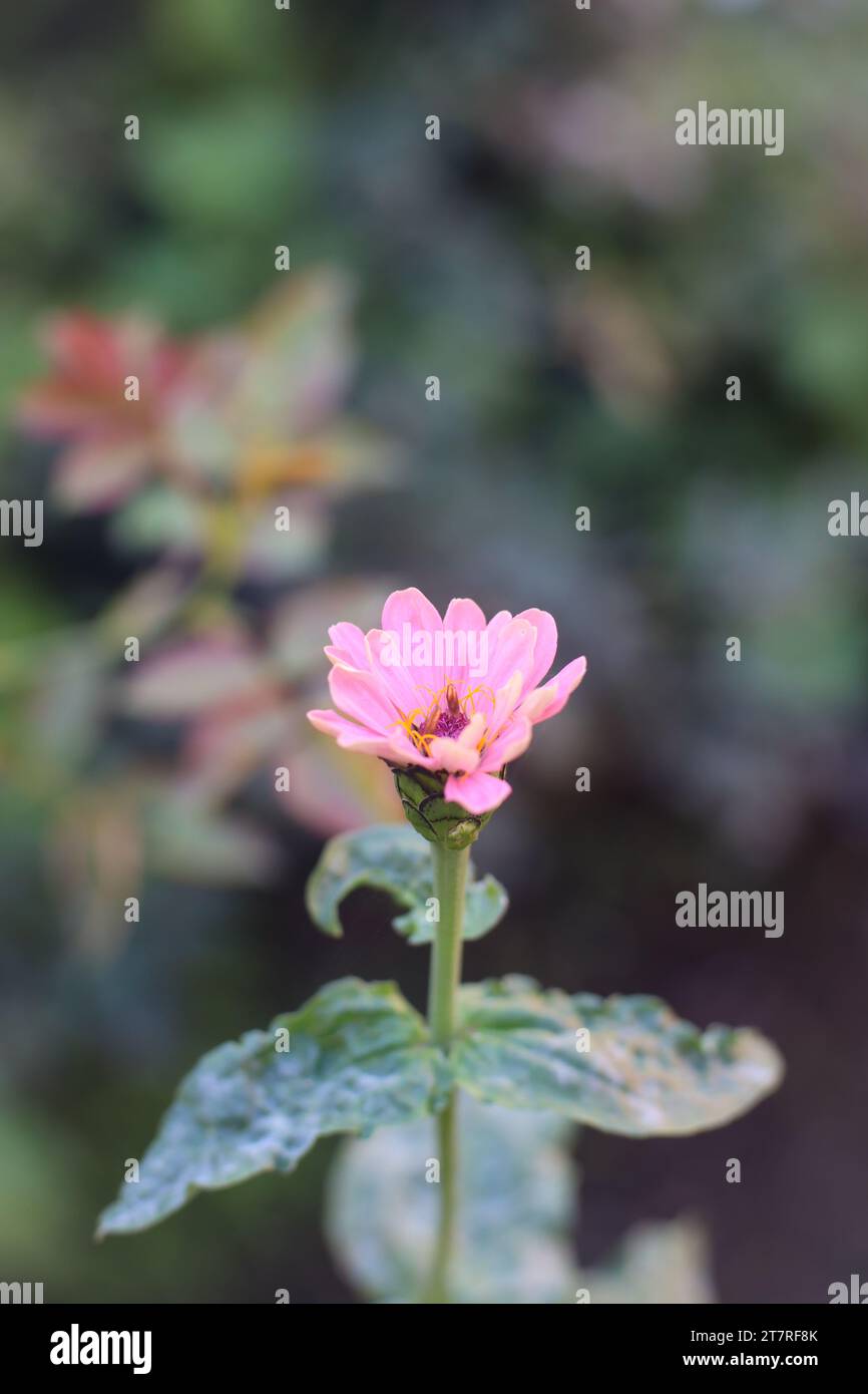 Cute Pink Zinnia flower blooming in garden. Stock Photo