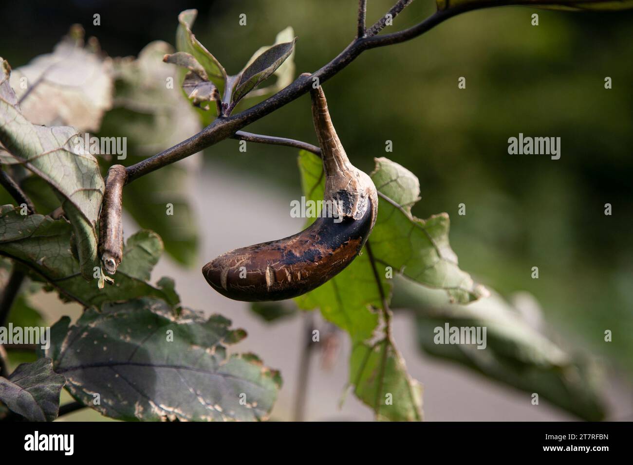 Japanese eggplants in a garden on Sado Island in Niigata, Japan. Stock Photo