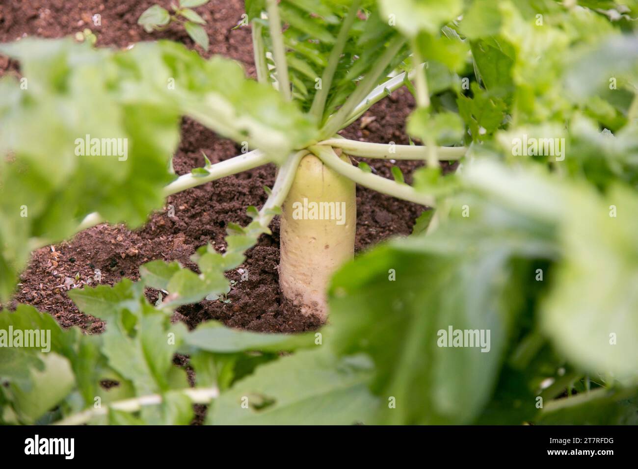 Japanese turnips in a garden on Sado Island in Niigata, Japan Stock