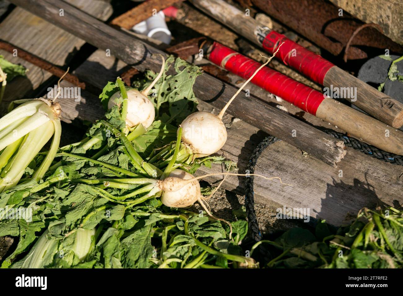 Japanese turnips in a garden on Sado Island in Niigata, Japan Stock
