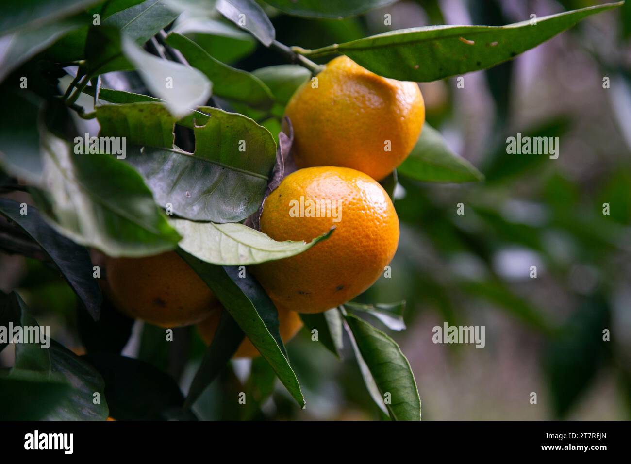 Mikan is a tangerinelike citrus fruit that is grown in warmer regions