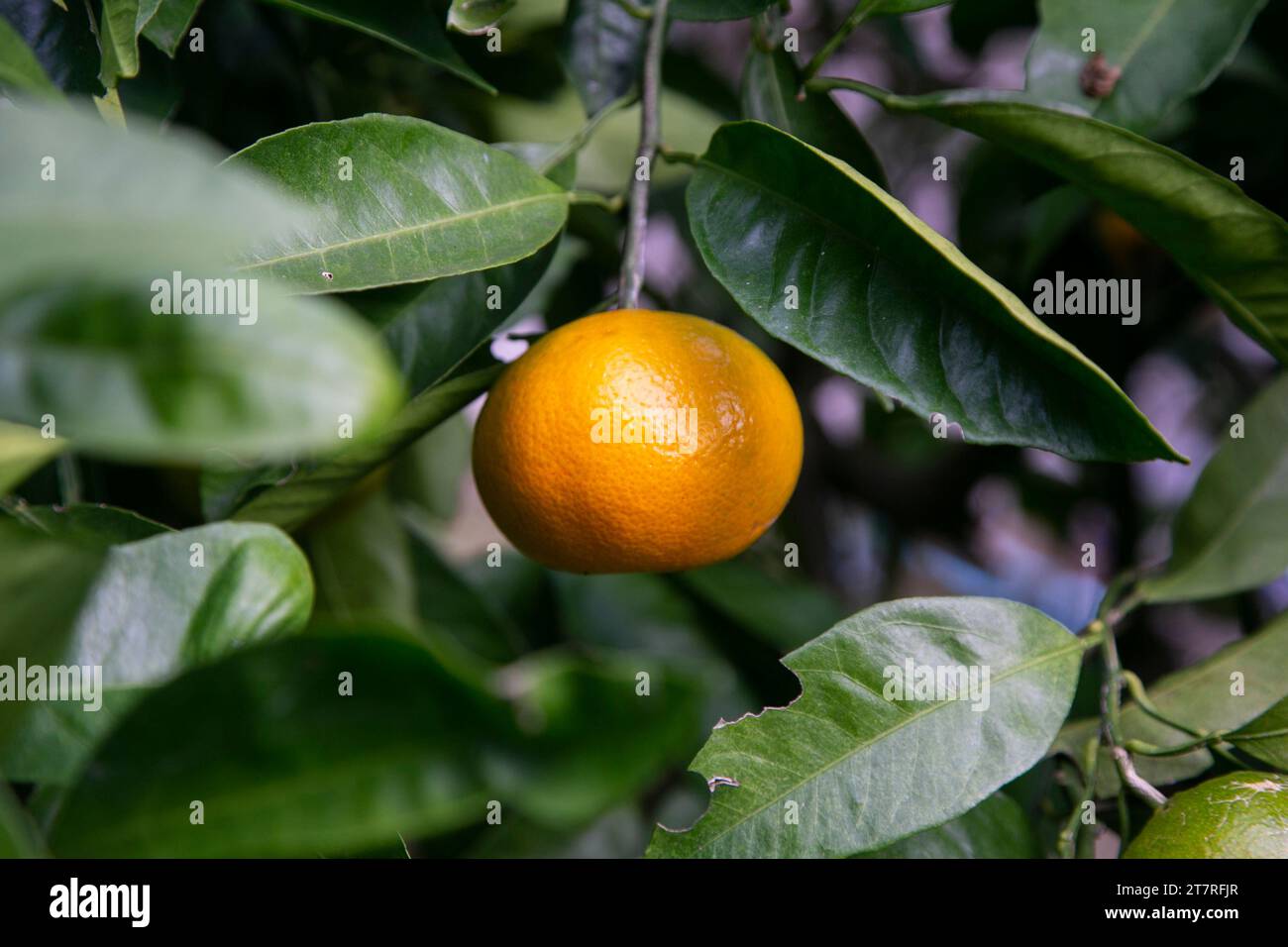 Mikan is a tangerinelike citrus fruit that is grown in warmer regions