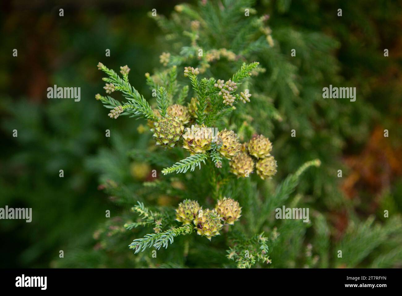 Japanese pine, is a pine tree native to coastal areas of Japan Stock