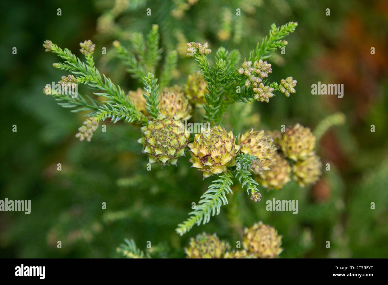 Japanese pine, is a pine tree native to coastal areas of Japan Stock Photo