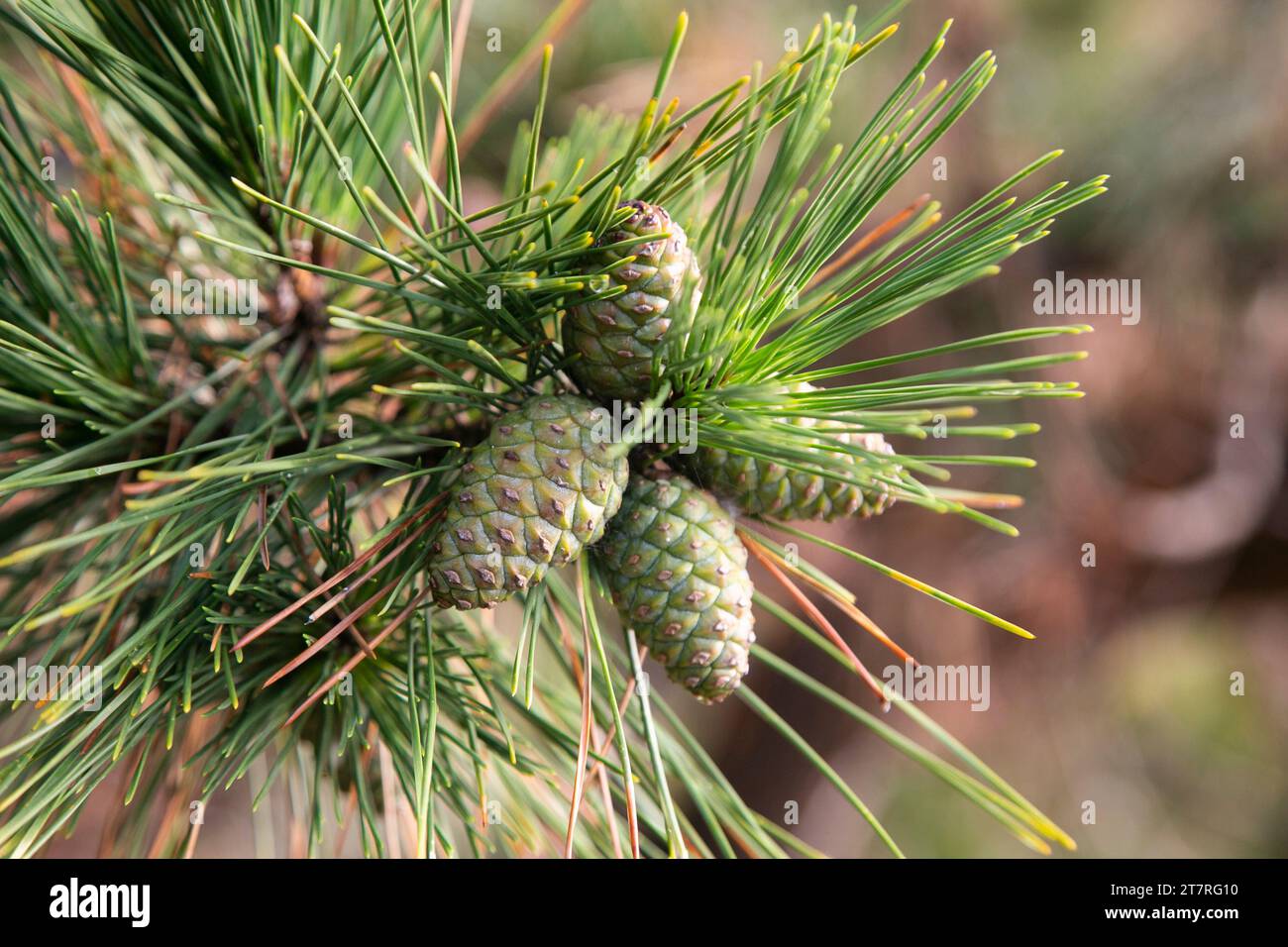 Japanese pine, is a pine tree native to coastal areas of Japan Stock Photo