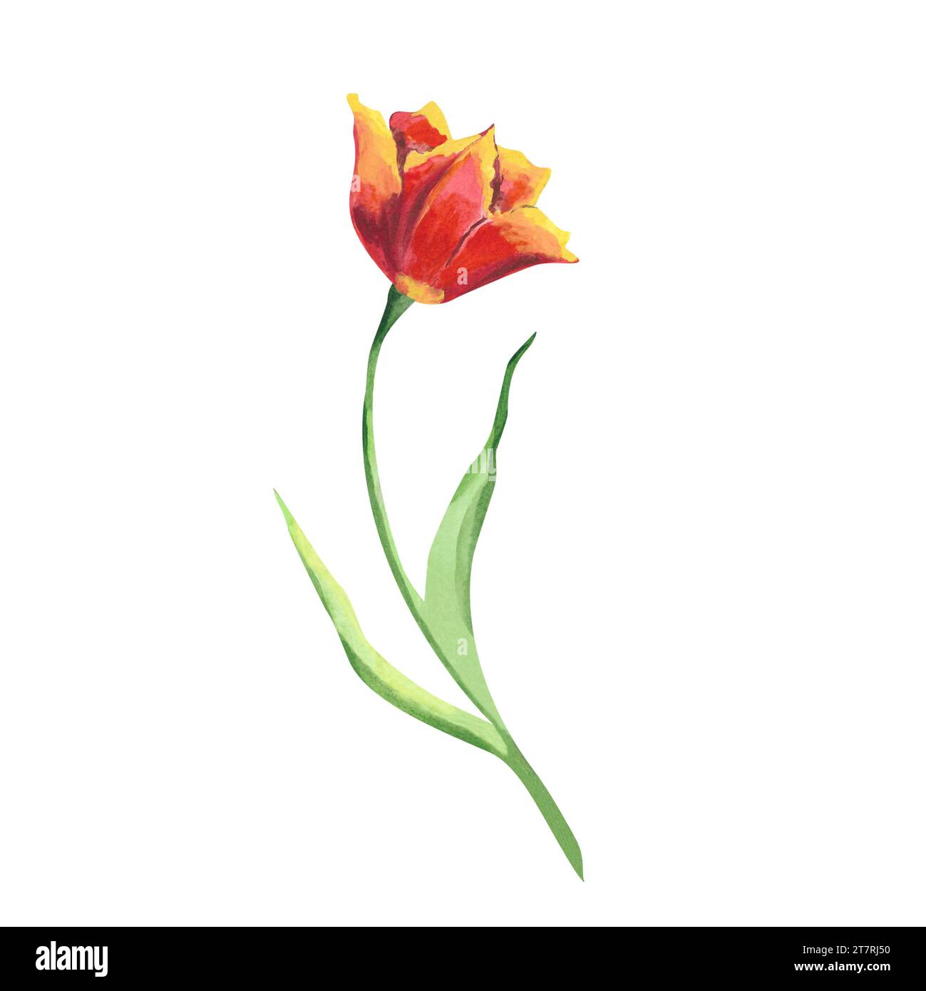 Watercolor illustration of red tulip Hand painted floral illustration of spring flower on white isolated background Design for greeting cards Stock Photo