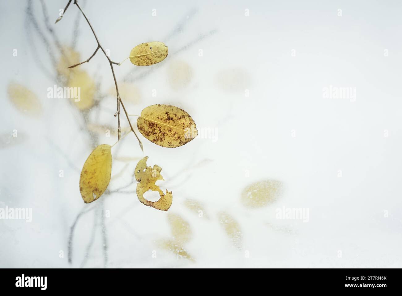 Pale yellow autumn leaves on thin twigs hanging behind a frozen glass panel against a light gray background, fall and winter season greeting card, cop Stock Photo