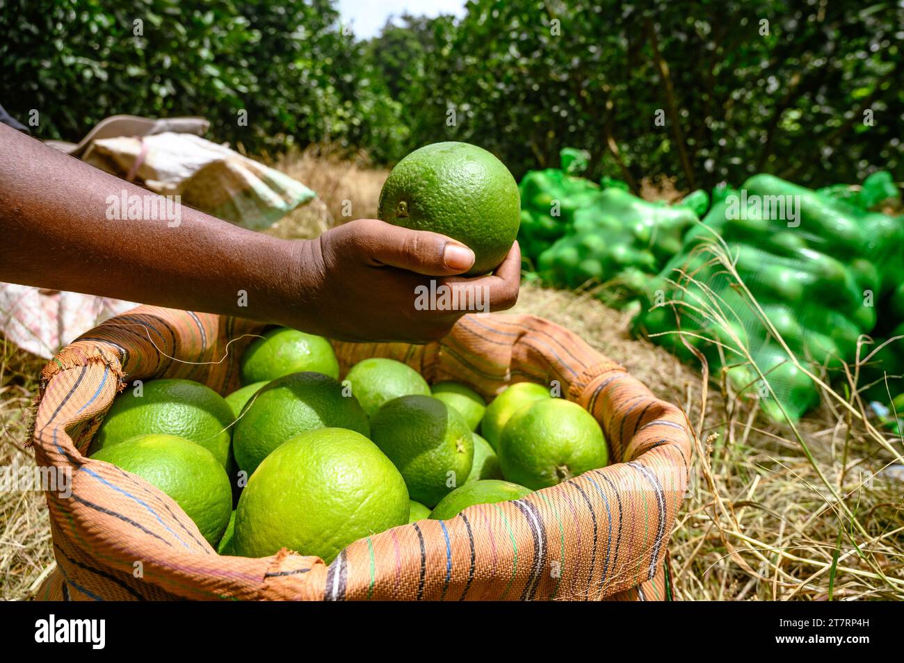 Sweet Malta Orange Fruit Plant or Sweet Malta Lemon is a delicious and