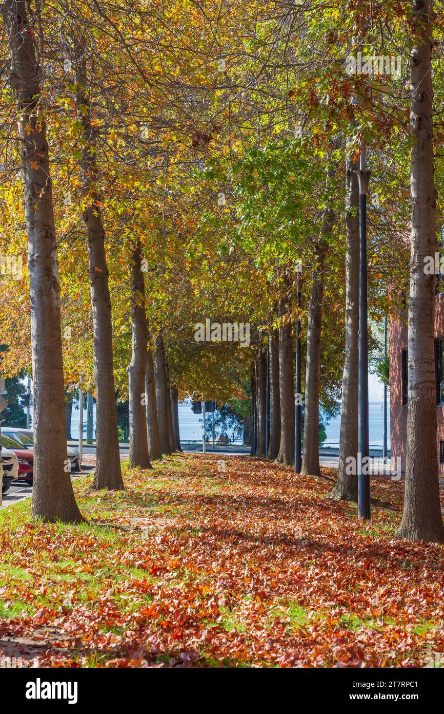 Autumn levels covering the ground between a row of Maple trees in a city park at Geelong in Victoria, Australia Stock Photo