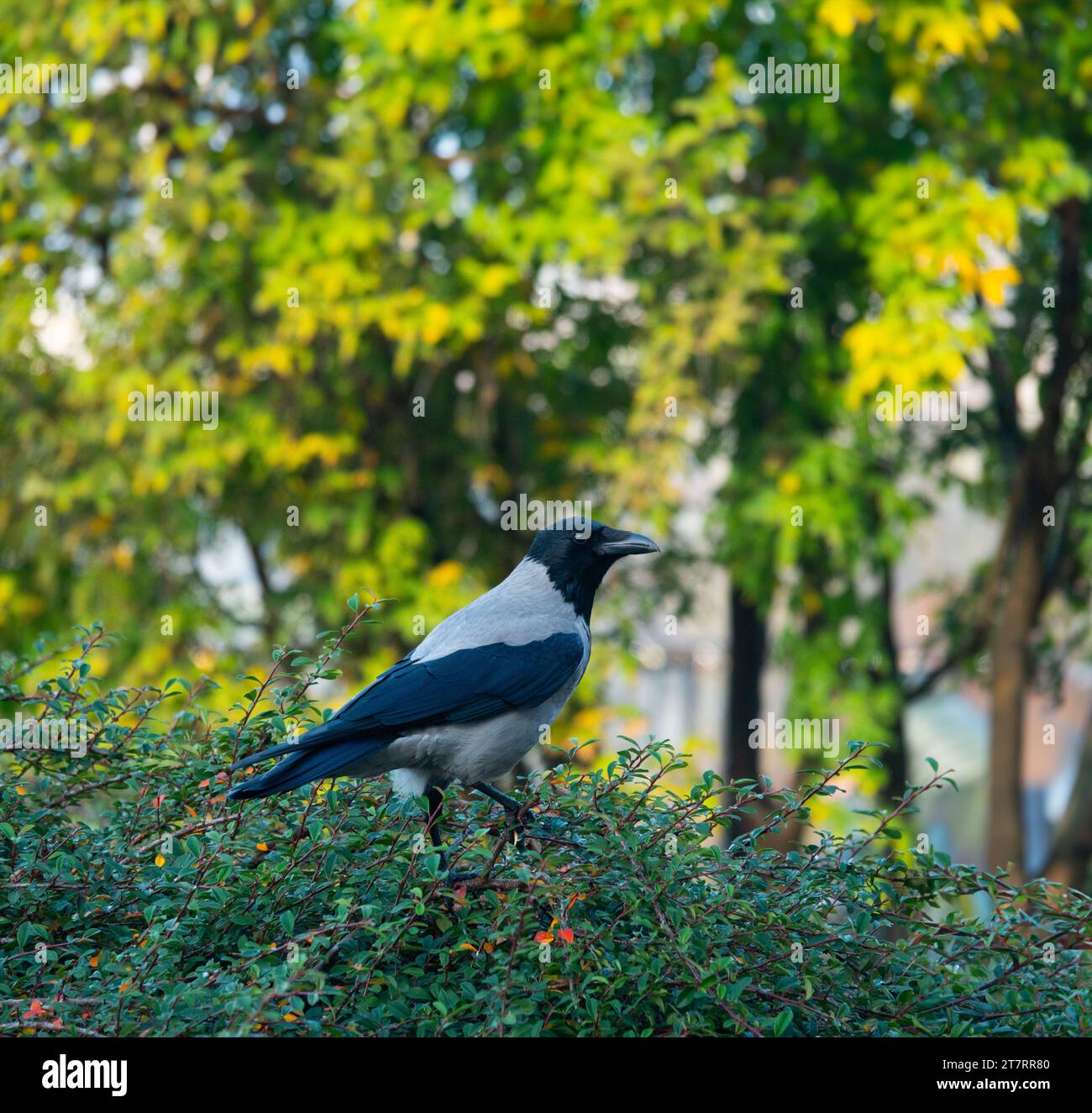 Bush crow hi-res stock photography and images - Alamy