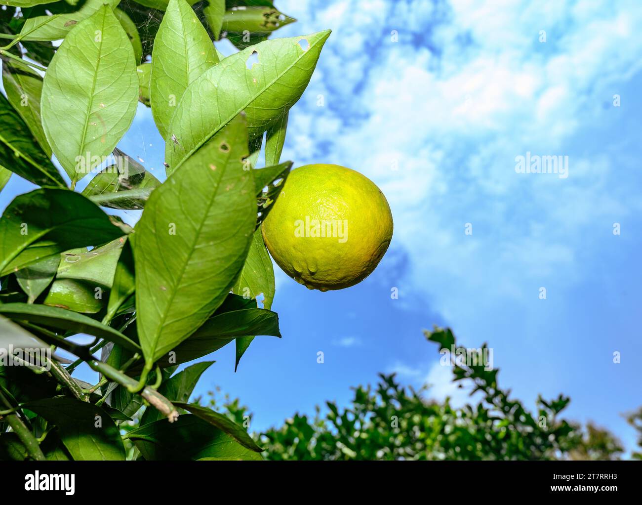 Sweet Malta Orange Fruit Plant or Sweet Malta Lemon is a delicious and