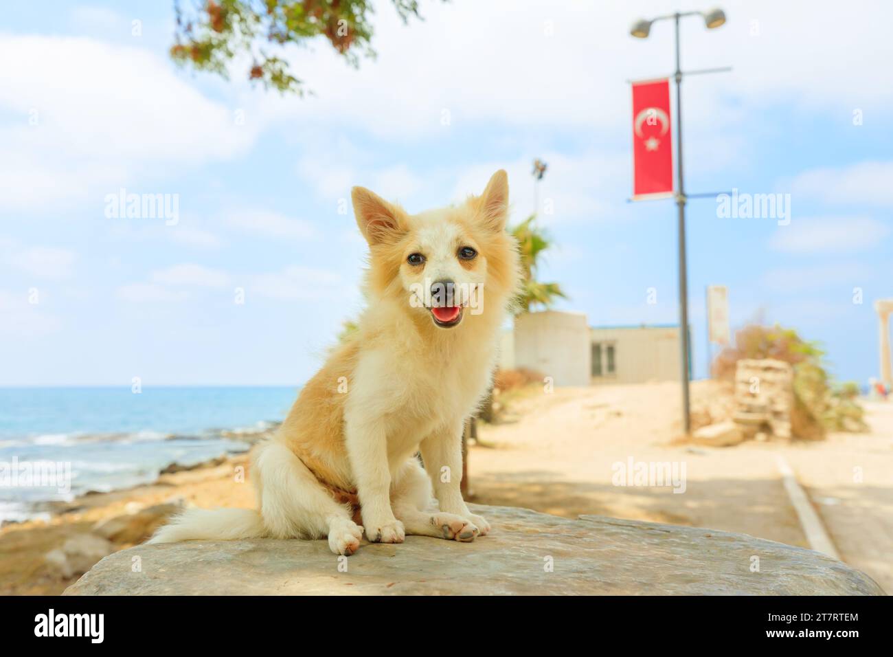 Nice dog with turkish flag at Side archaeological site Turkey. Stock Photo