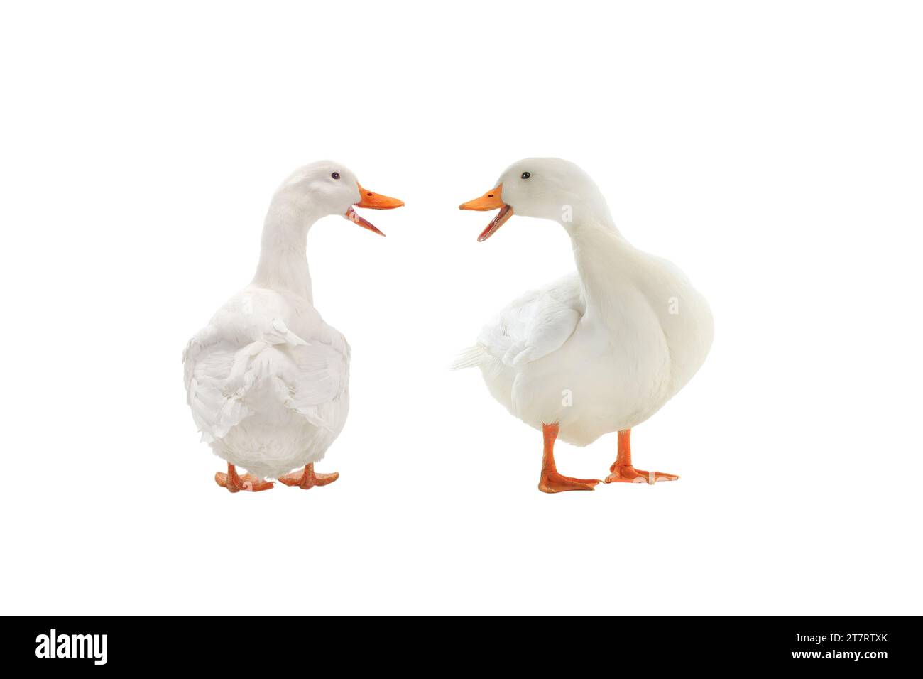 two duck white isolated on white background Stock Photo - Alamy