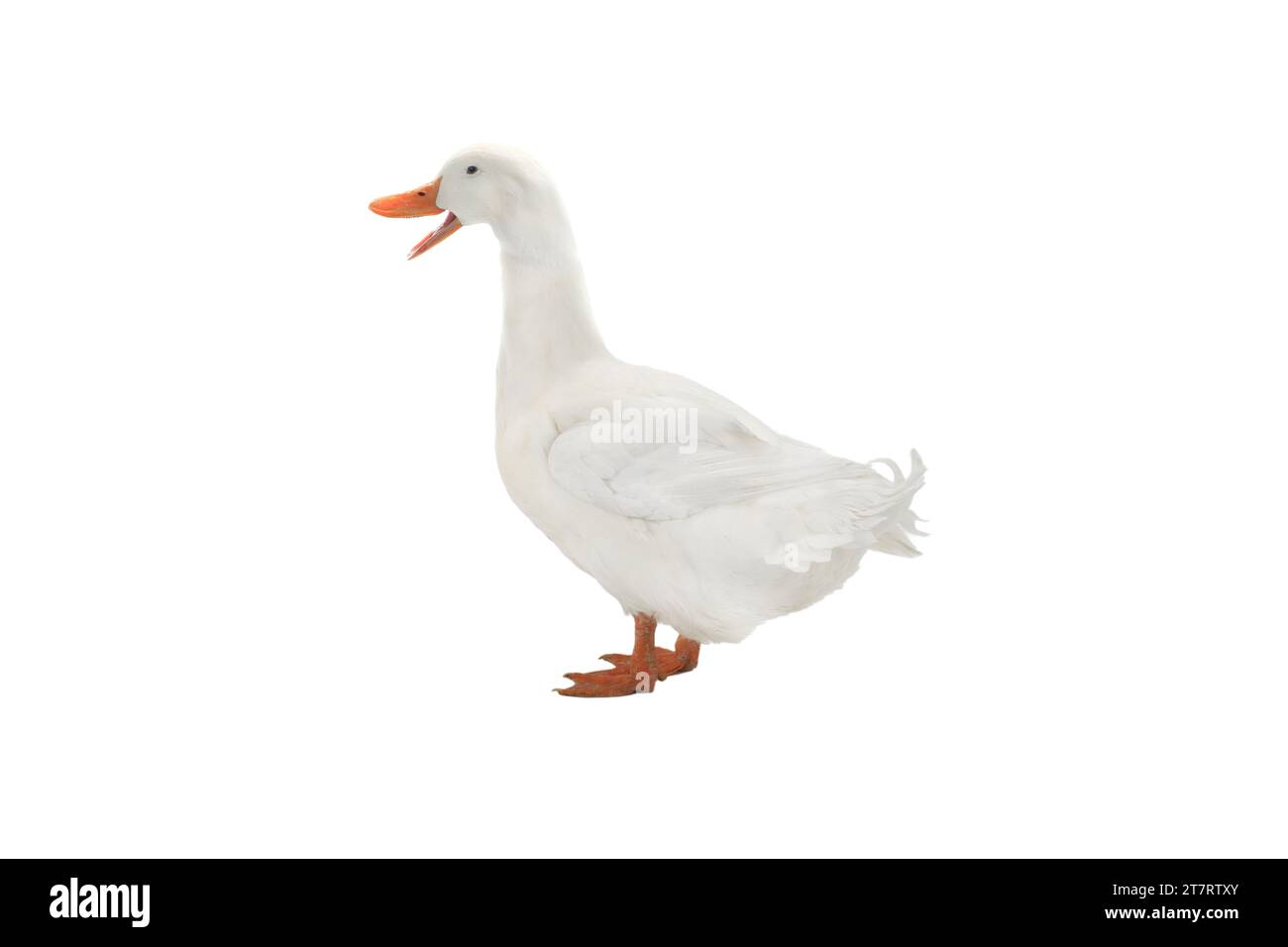 duck white isolated on white background Stock Photo - Alamy