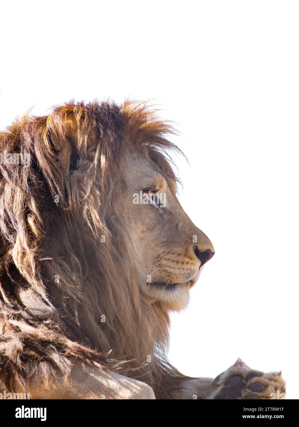 Premium Photo  Tiger closeup predator 3d rendering raster