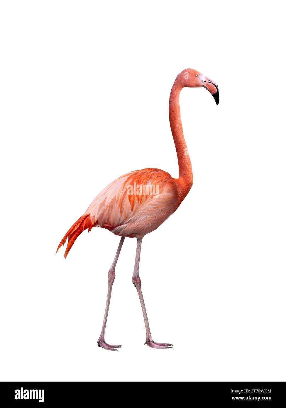 Singing flamingo hi-res stock photography and images - Alamy